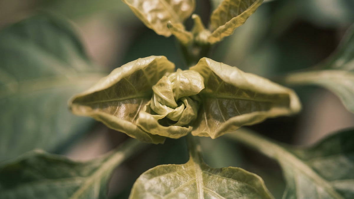 The growing tip of a plant where the newest leaves have curled tightly inward and puckered, their surfaces bronzed and stiffened, while the older leaves further out are flat and green. No insects are visible.