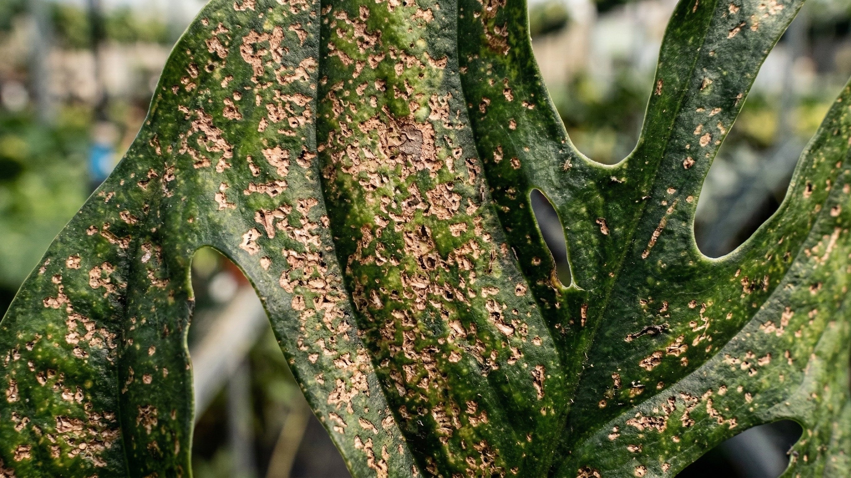 How to Treat Thrips (And Why It's Harder Than Everyone Says)
