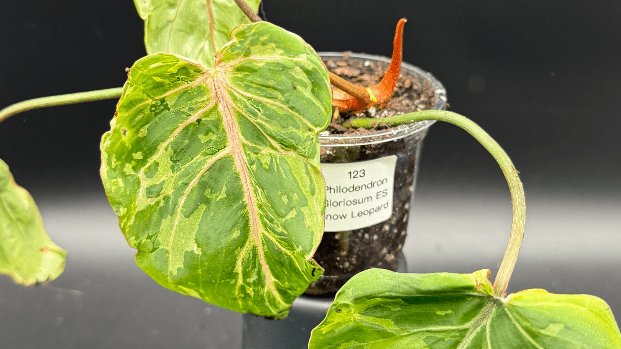 All You Need to Know about the Philodendron Gloriosum ES 'Snow Leopard' - FGMN Nursery