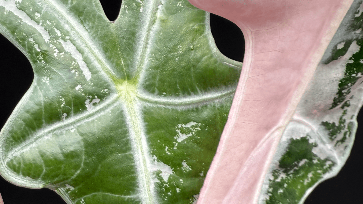 Alocasia and Humidity: How to Create the Perfect Environment - FGMN Nursery