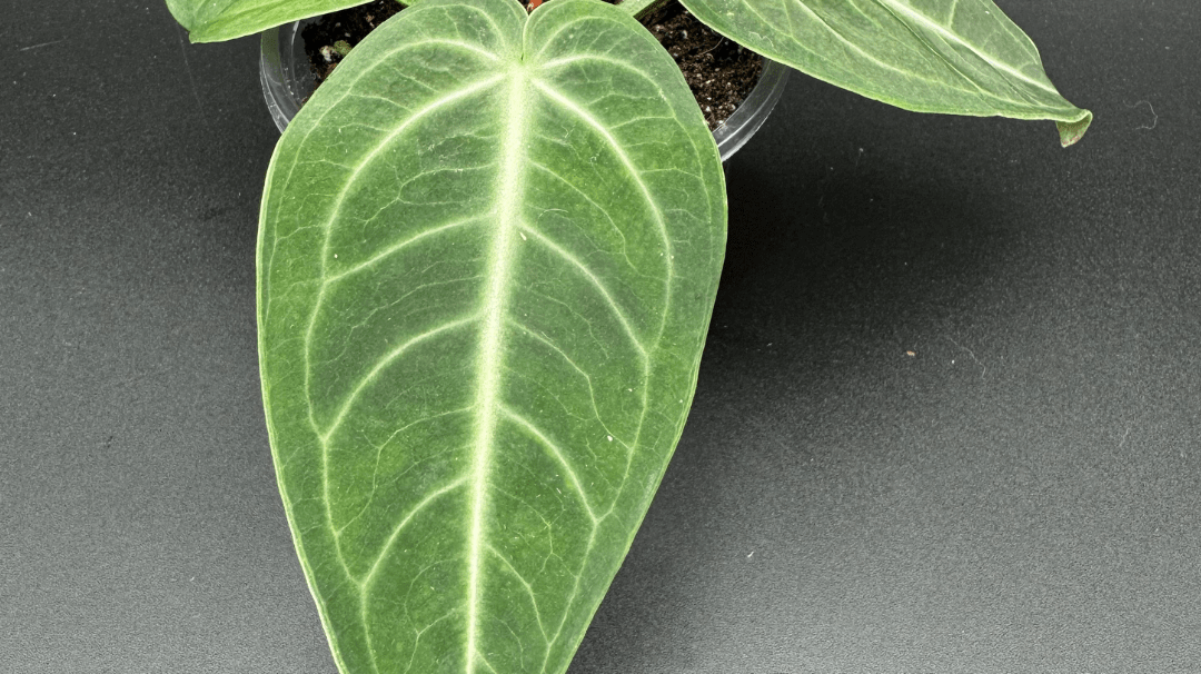 Anthurium Villenaorum: The Hidden Gem of Tropical Plant Collections - FGMN Nursery