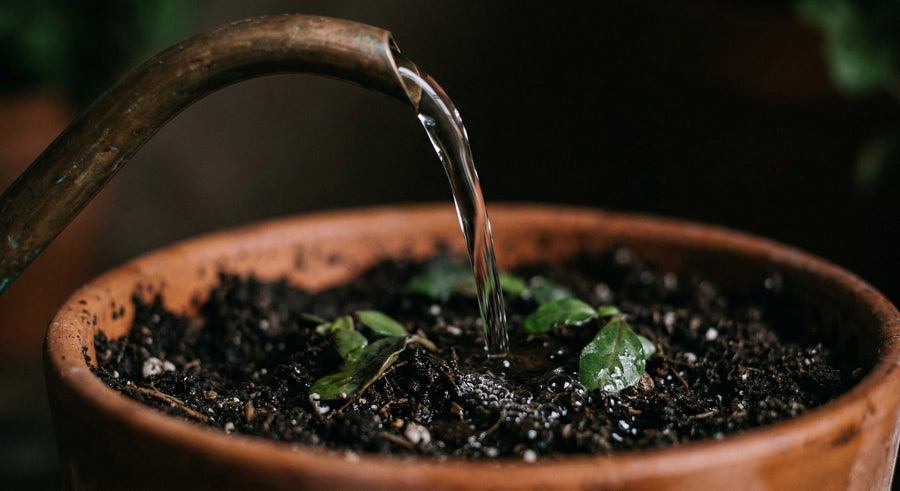 How to Dose Beneficial Nematodes (Without Losing Your Mind)