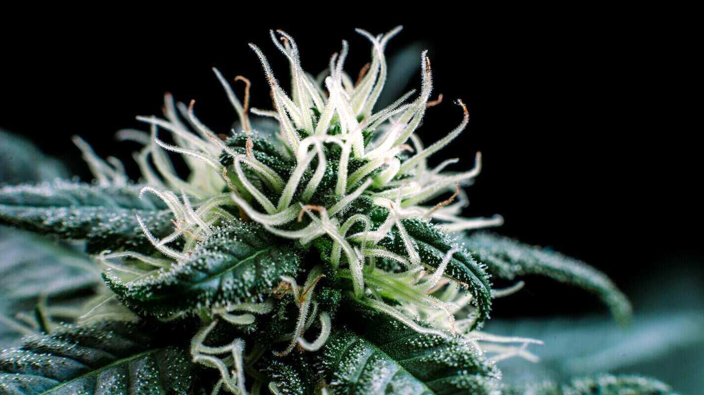 Close-up of a cannabis plant in flowering stage, highlighting trichomes and pistils, used in pest management with predatory mites.