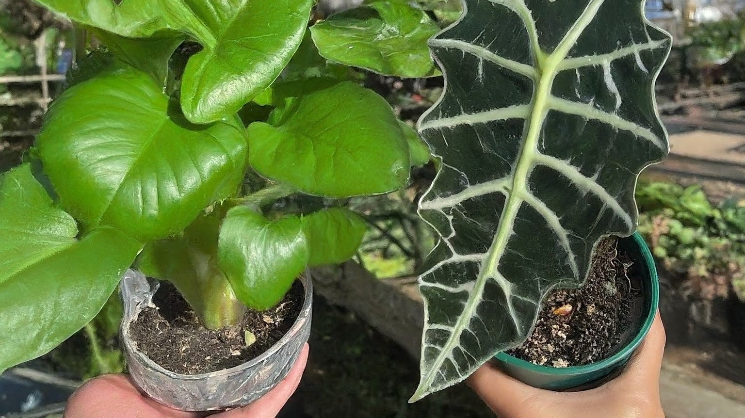 Exact Plant vs. Grower's Choice - FGMN Nursery