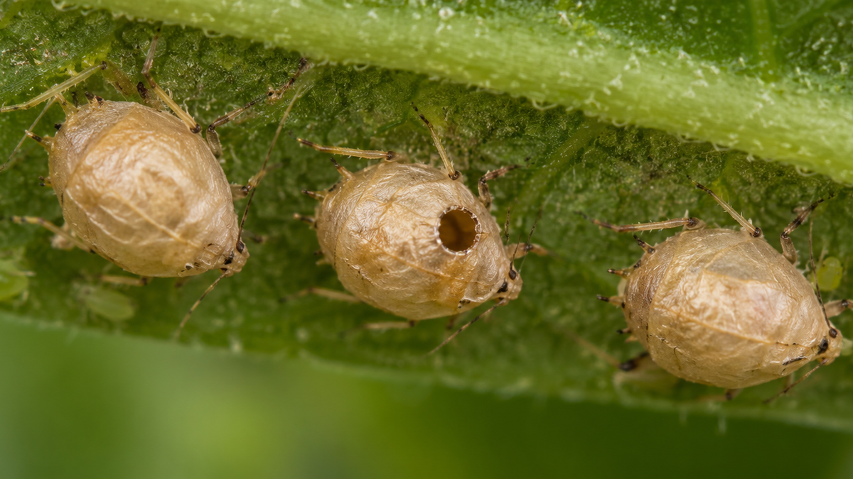 Photorealistic illustration for Colemani Makes More Wasps.