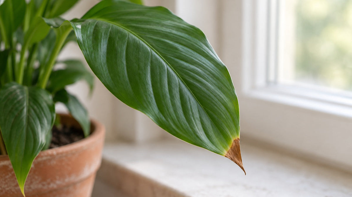 Photorealistic editorial image of a peace lily on a windowsill with a small brown leaf tip.