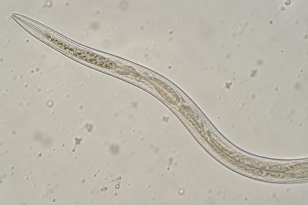 Microscopy-inspired nematode with a visible gut containing small bacterial forms.