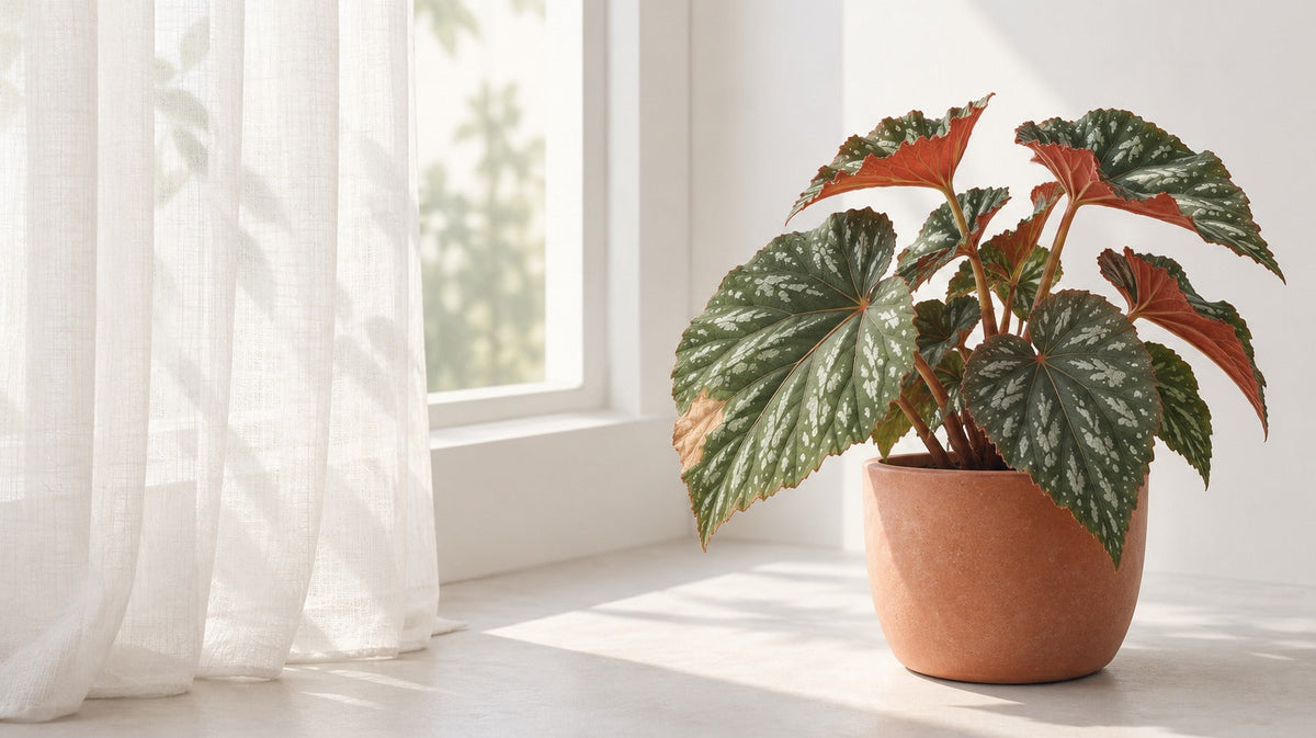 Editorial image of a begonia by a sheer curtain, with a pale damaged patch on one leaf.