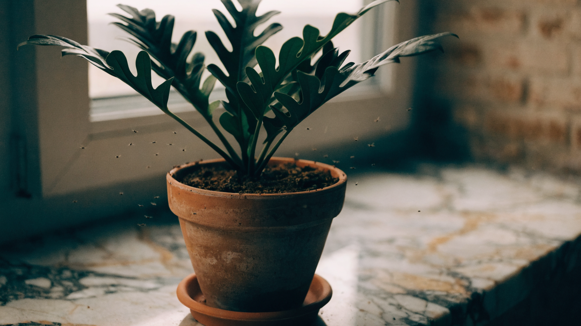 Fungus gnats in the air around a potted houseplant on a windowsill in low light