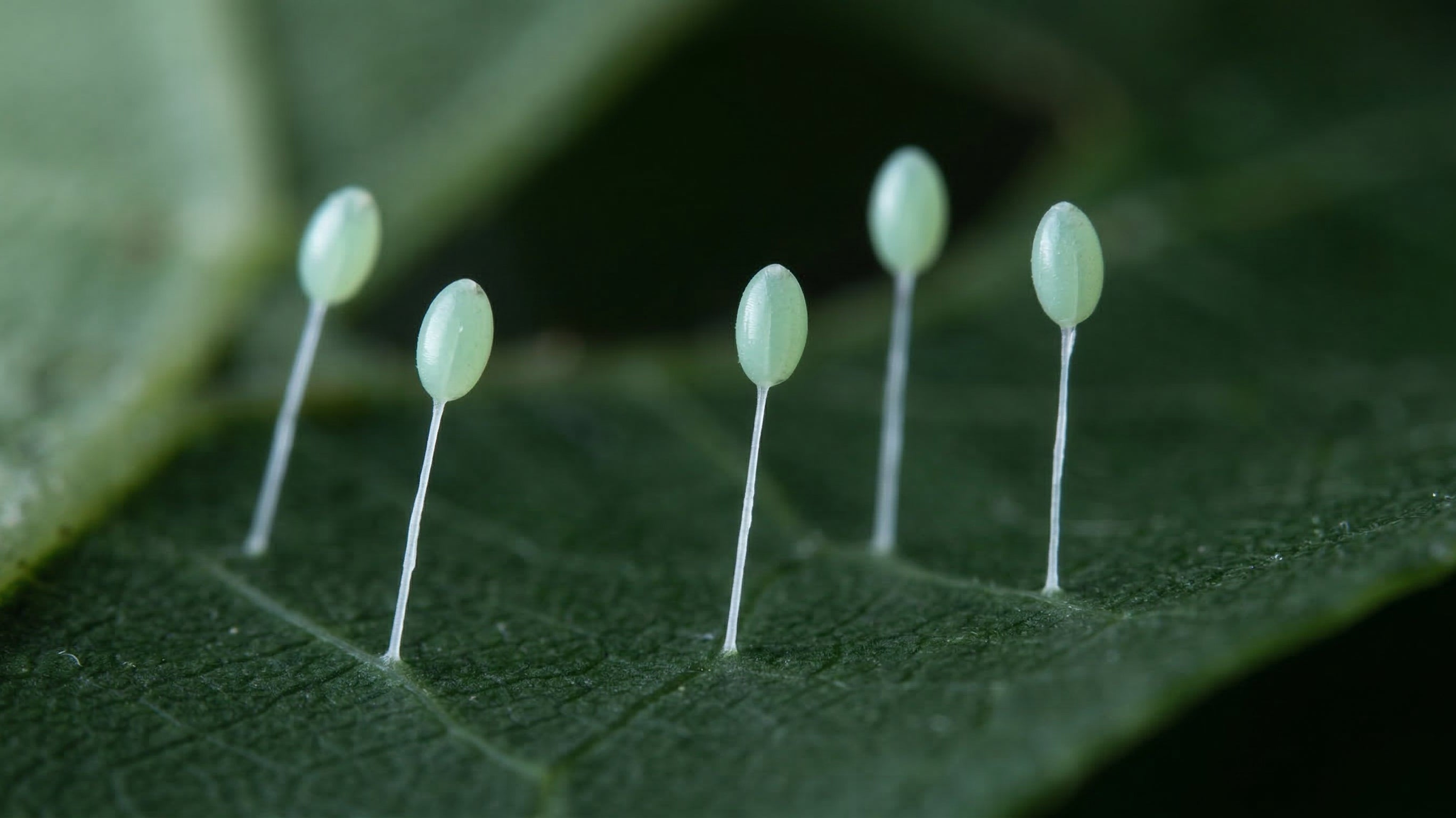 Eggs on Stalks: The Unusual Biology of Green Lacewing Eggs