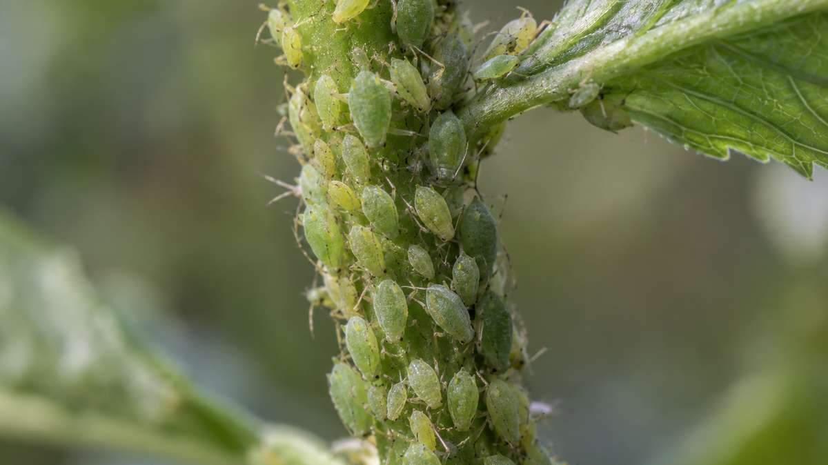 Macro photograph of a green plant stem densely crowded with pale green aphids packed along its length.
