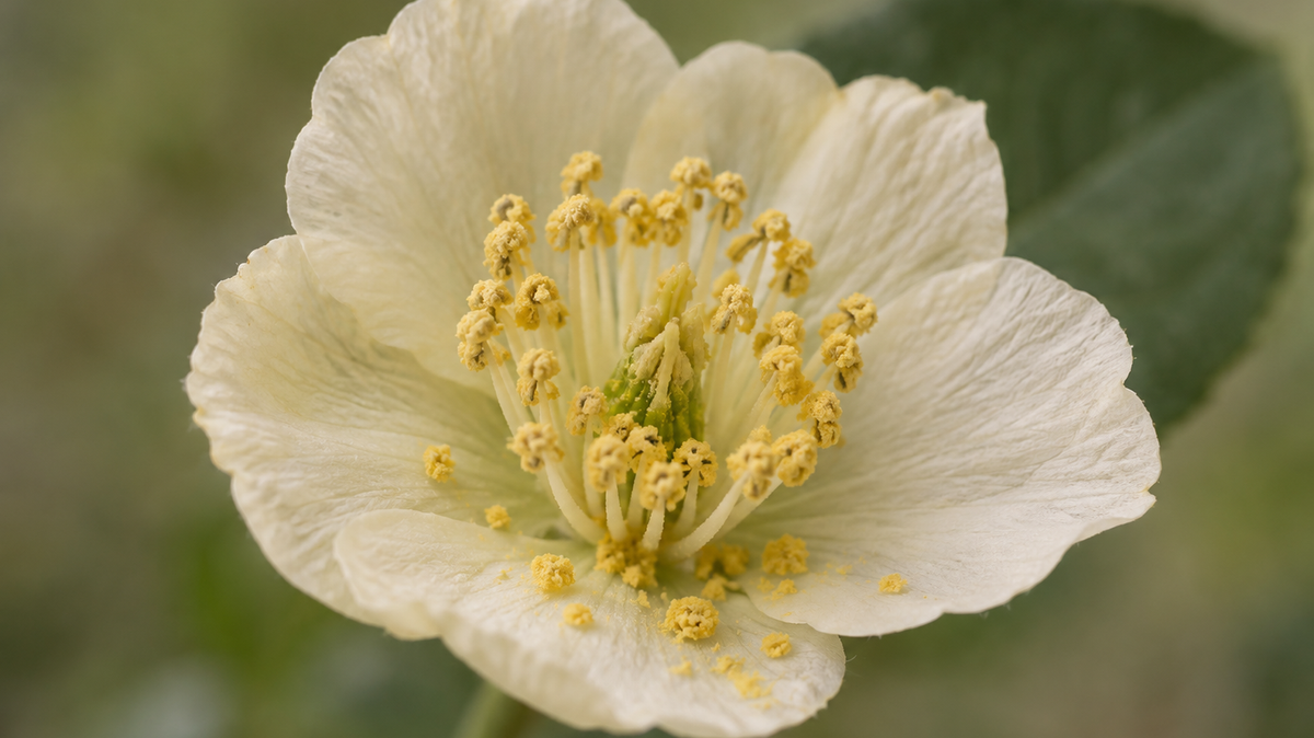Close-up photograph of a pale cream flower, its anthers heavy with loose yellow pollen, some fallen onto the petal below.