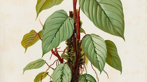 How Heinrich Wilhelm Schott Revolutionized the World of Rare Plants - FGMN Nursery