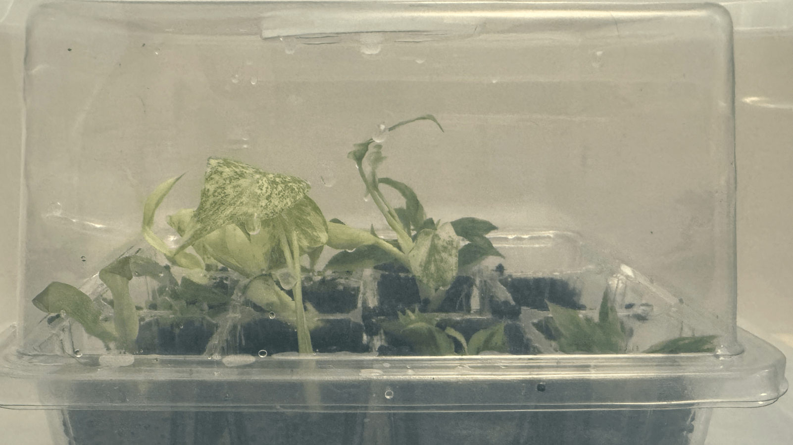 Maximizing Tissue Culture Success Rates in Aroids - FGMN Nursery