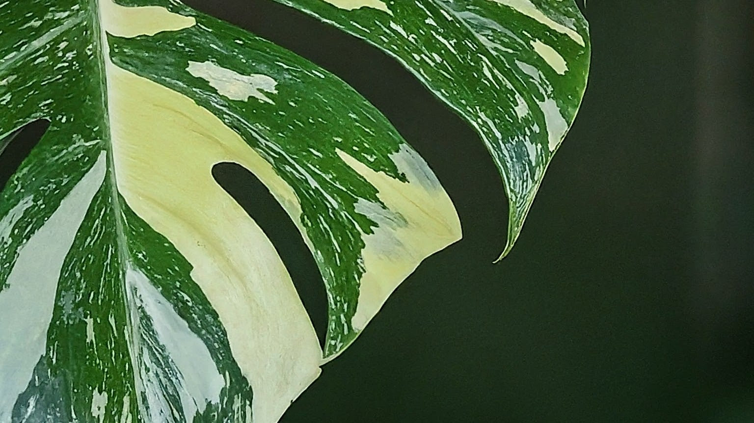 Monstera Thai Constellation leaf with vibrant green and creamy white variegation pattern.