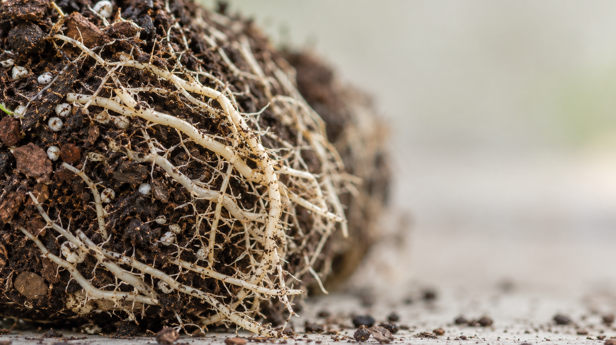 Fine roots on a nursery root ball; fungal colonization is not visible in this image.