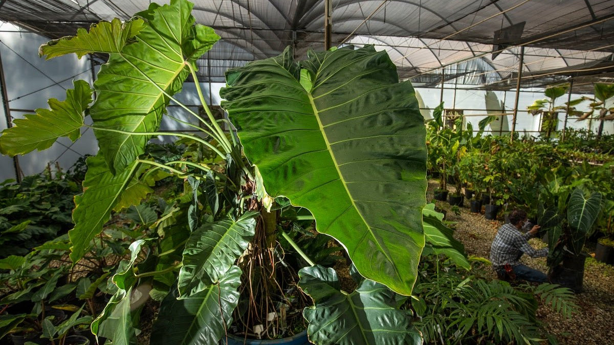 Philodendron Maximum: Mastering the Care of a Tropical Giant - FGMN Nursery