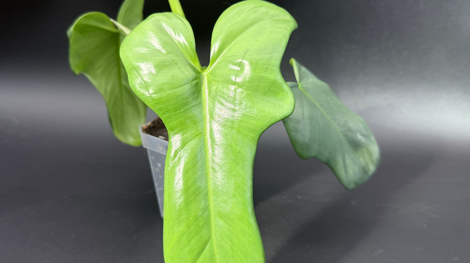 Philodendron bipennifolium 'Violin' with glossy leaves in a pot, showcasing its distinct foliage shape.