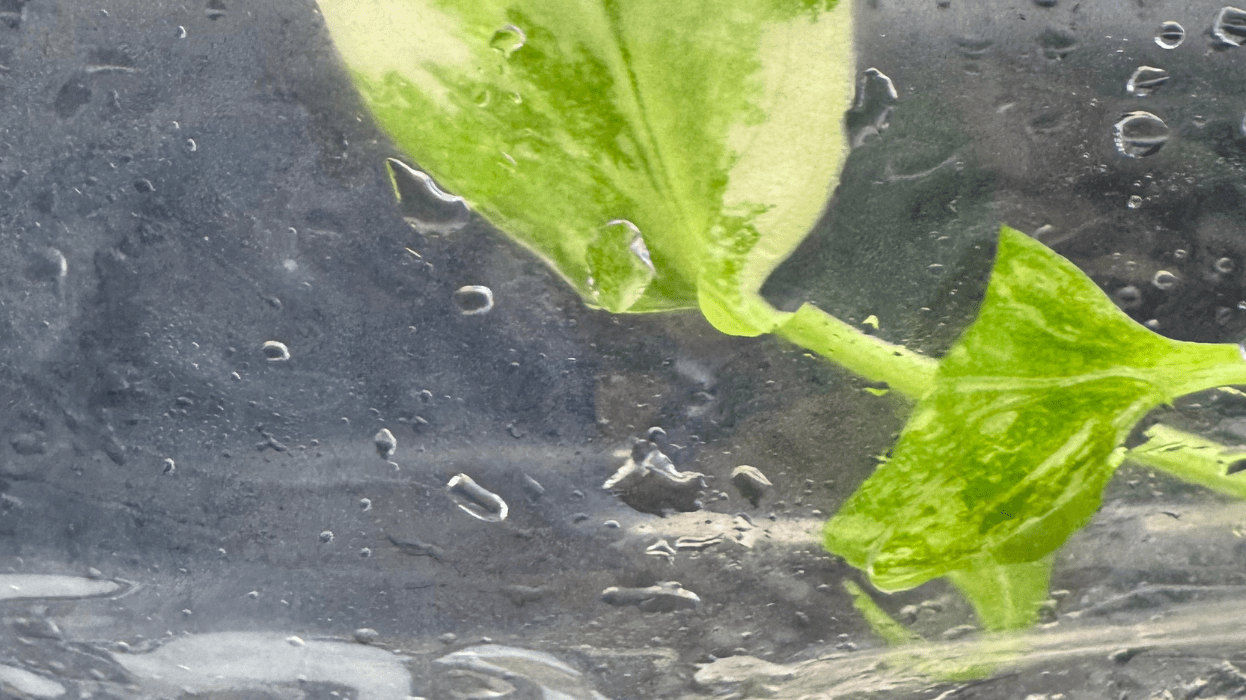 Plant Tissue Culture: Real Plants, Real Value – Just a Different Propagation Method - FGMN Nursery