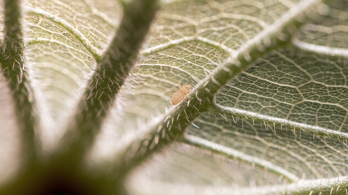 Extreme macro of a leaf underside showing veins and fine hairs, with a single pale tan predatory mite walking across the surface