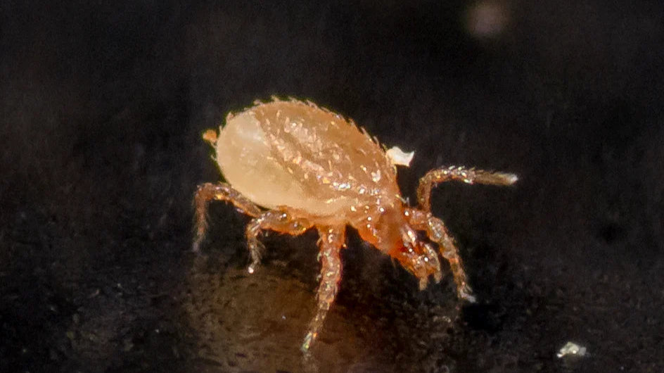 Close-up image of a predatory mite used for natural snake mite treatment on a dark background.