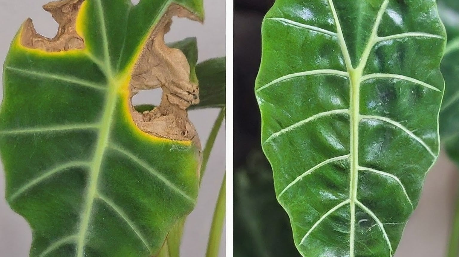 The Allure of the Rehab Plant - FGMN Nursery