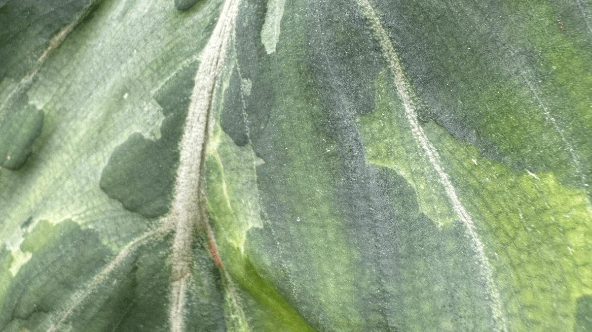 The Enchanting Philodendron gloriosum 'Snow Leopard' - FGMN Nursery