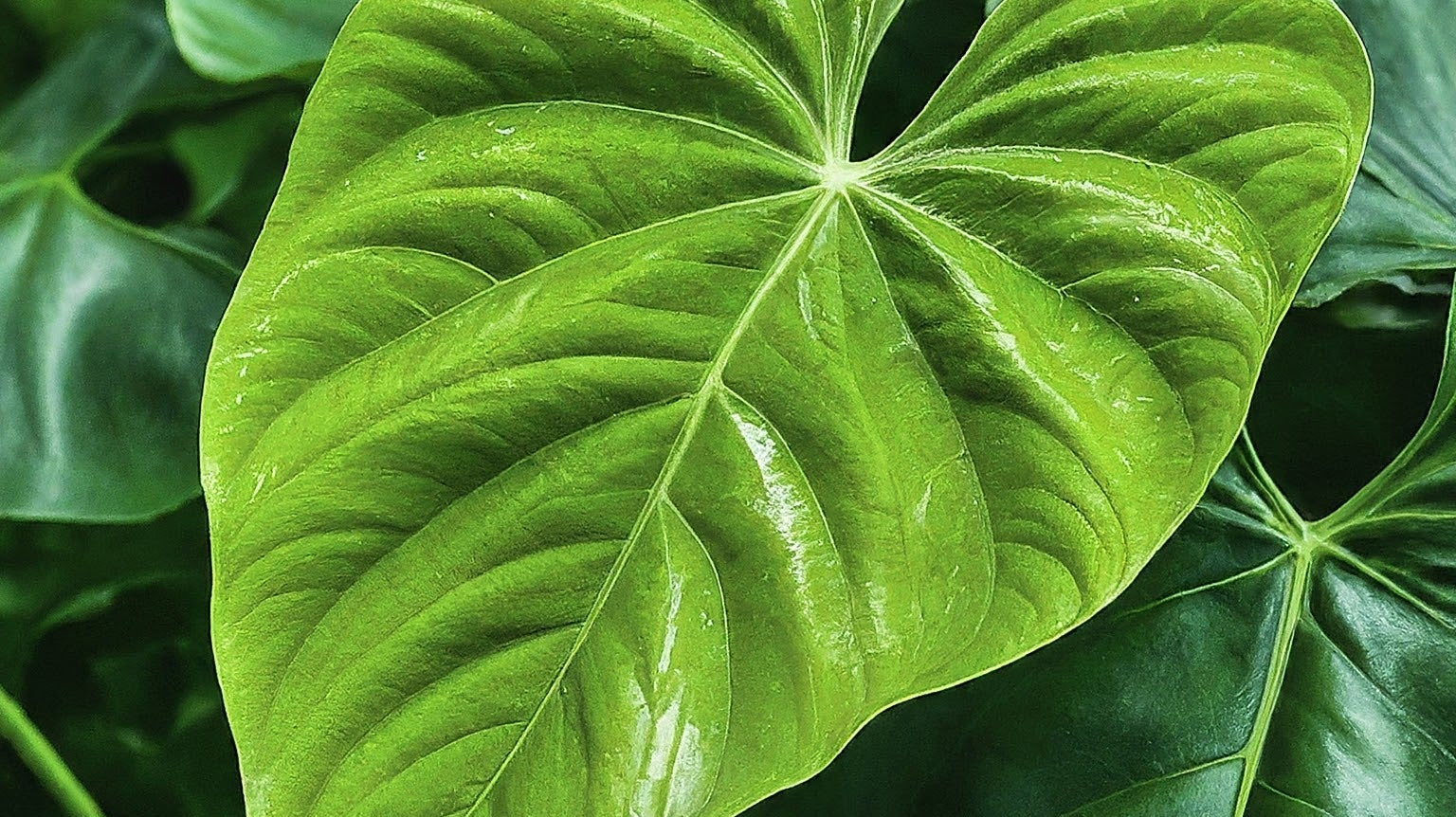 Close-up of a vibrant green Anthurium leaf showcasing its unique veined pattern, symbolizing hybridization and evolution of varieties.