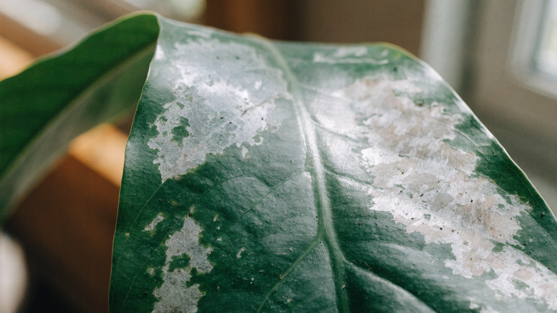 Close view of a houseplant leaf with irregular silvery patches where thrips have rasped away the tissue, scattered with tiny dark frass specks