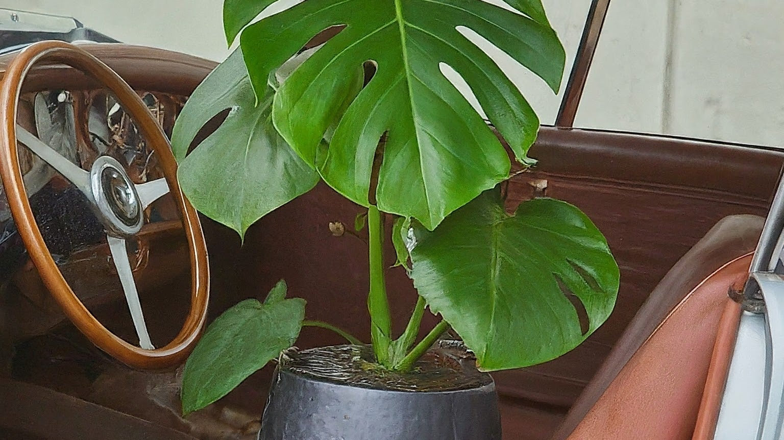 Uncovering the True Cost of Rare Plants - FGMN Nursery