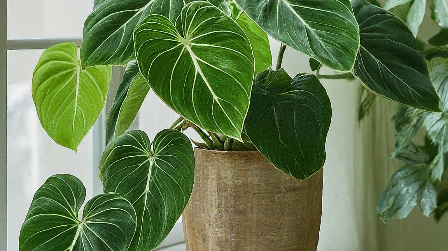 Understanding Philodendron Gloriosum Varieties and Variegations - FGMN Nursery