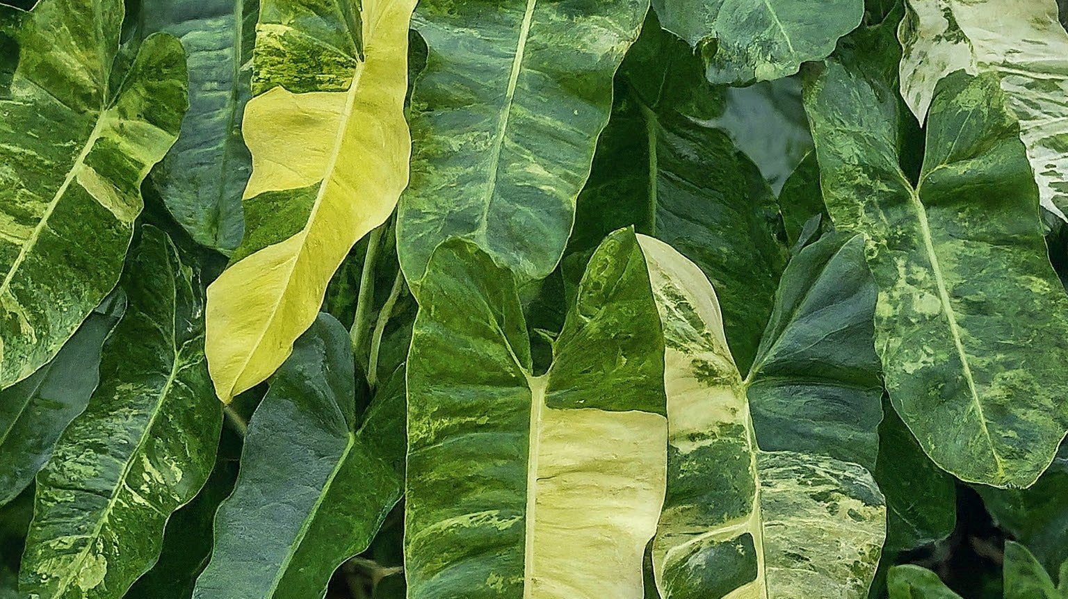 Unlocking the Secrets of Variegated Plants and Their Fashionable Flair - FGMN Nursery
