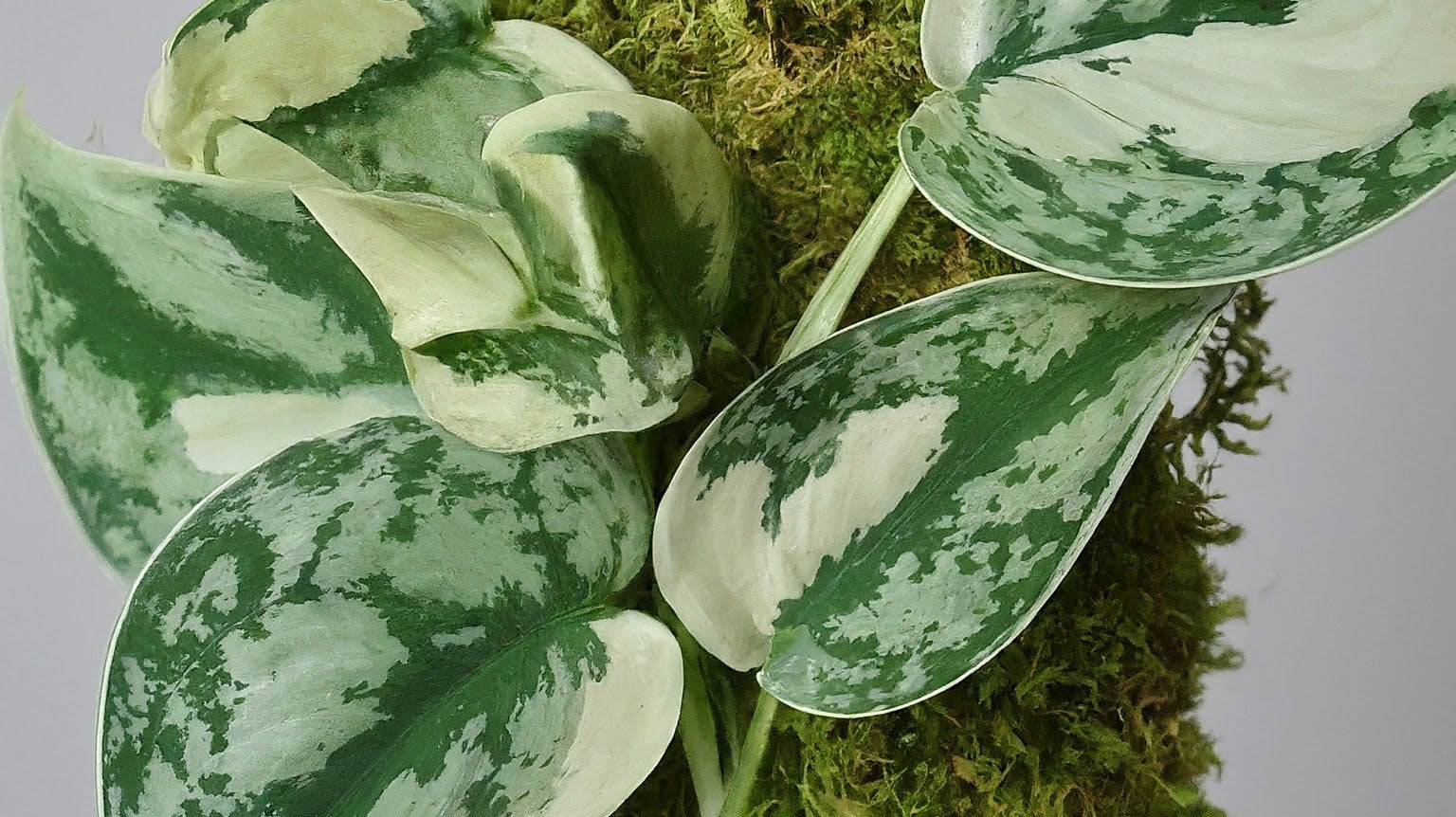 Variegated scindapsus plant with green and white leaves climbing a moss-covered pole.