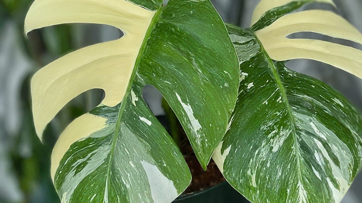 Why Everyone Is Talking About the Monstera Thai Constellation Creme Brulee - FGMN Nursery