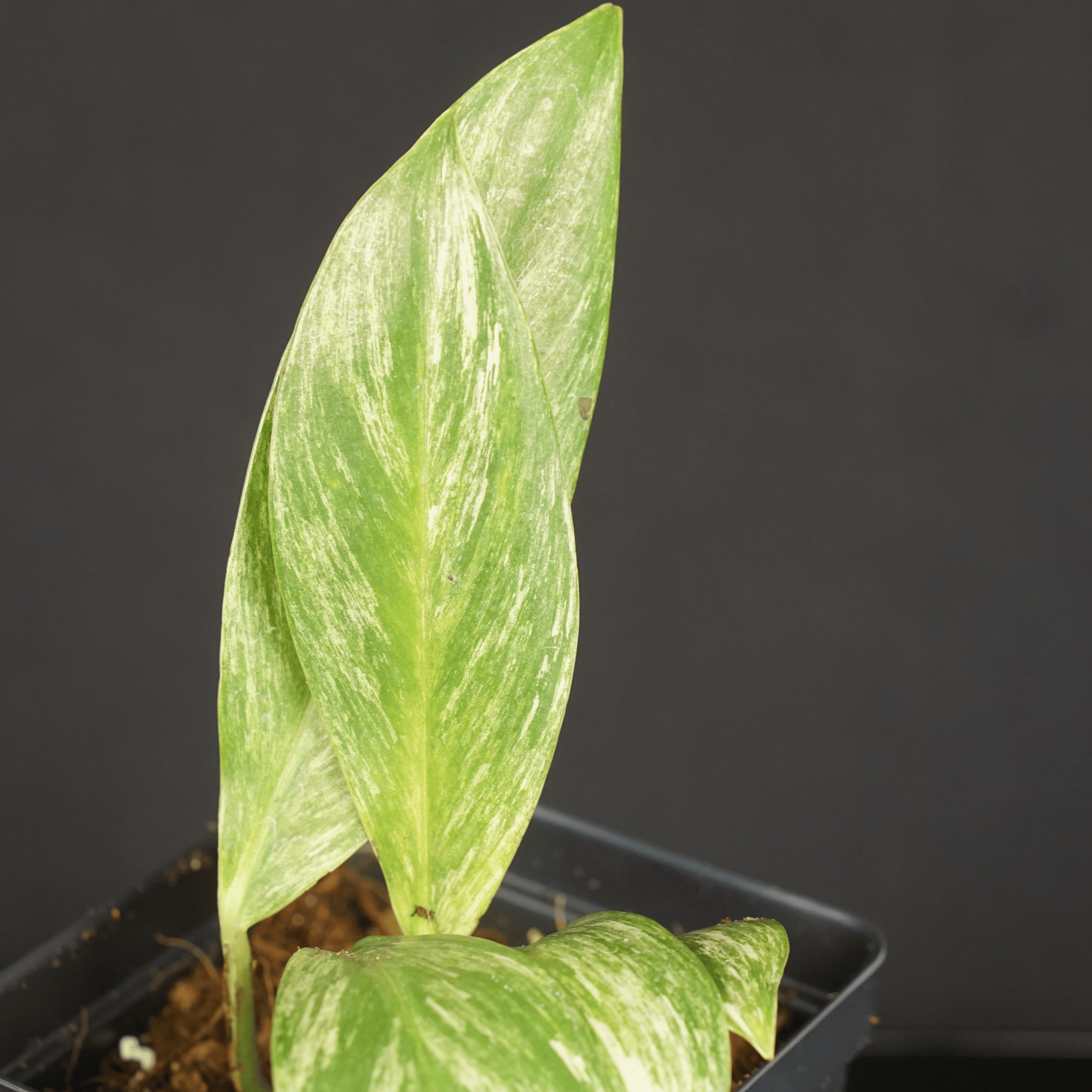Variegated Rhaphidophora elliptifolia plant in pot with striking white marbling on glossy green leaves