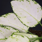 Close-up of Aglaonema 'Super White' plant with striking white leaves and green venation.