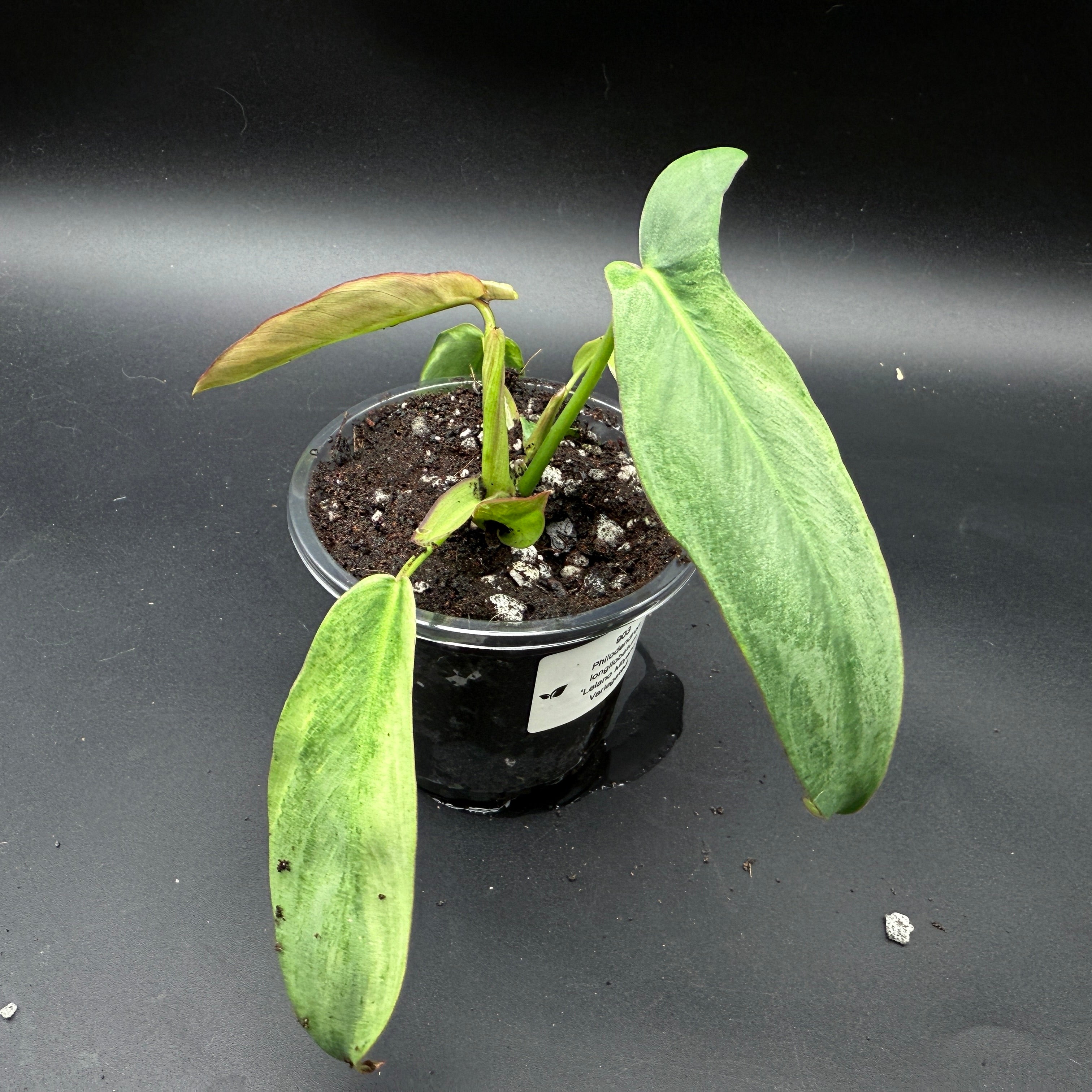 Philodendron longilobatum 'Lelano Miyano' Variegated in a pot, showcasing elongated, variegated leaves against a dark background.