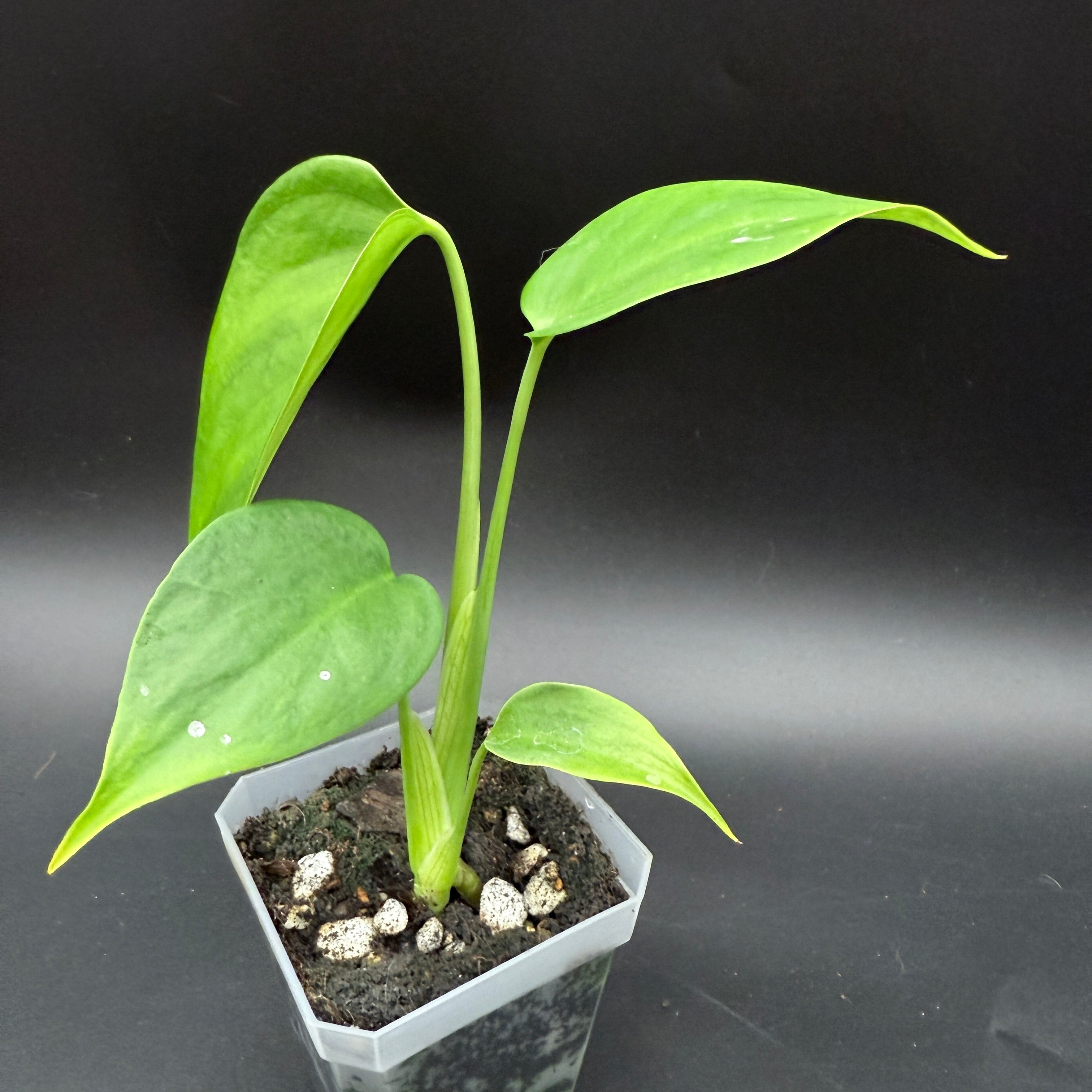 Monstera deliciosa sierrana plant with fenestrated leaves in a pot, perfect for adding a lush, tropical vibe to indoor spaces.