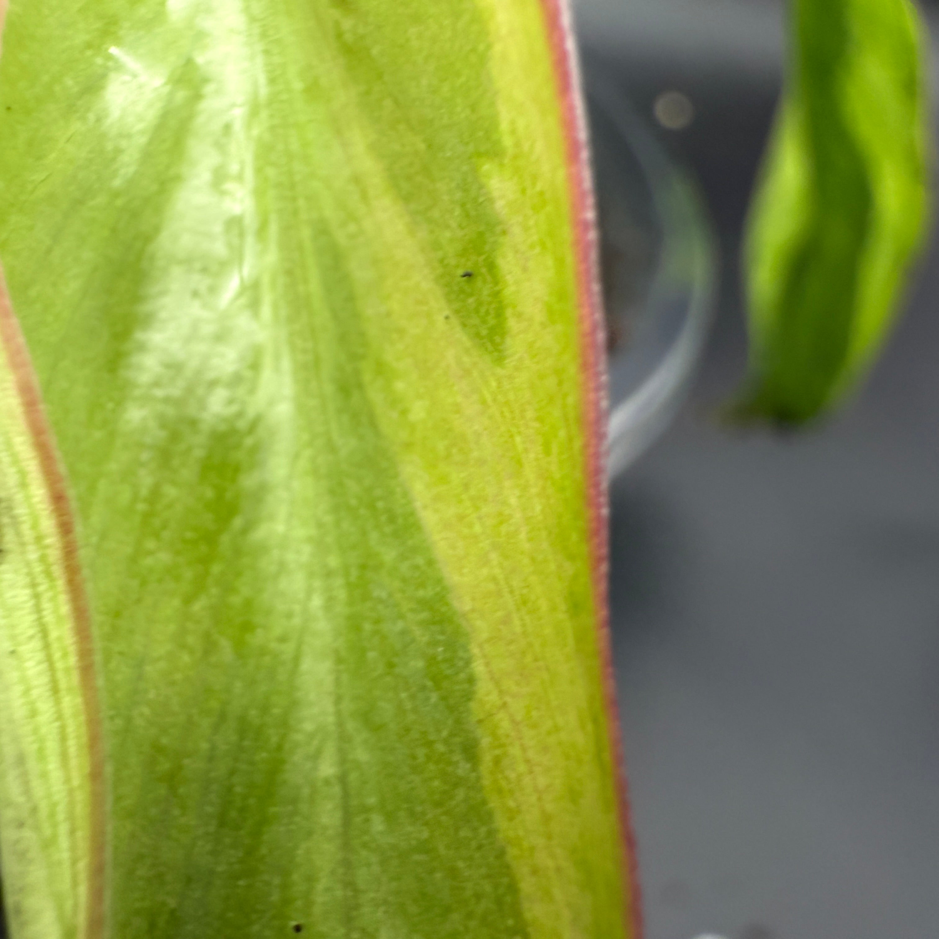 Close-up of Philodendron longilobatum ‘Lelano Miyano’ Variegated leaf with green, white, and yellow variegation.