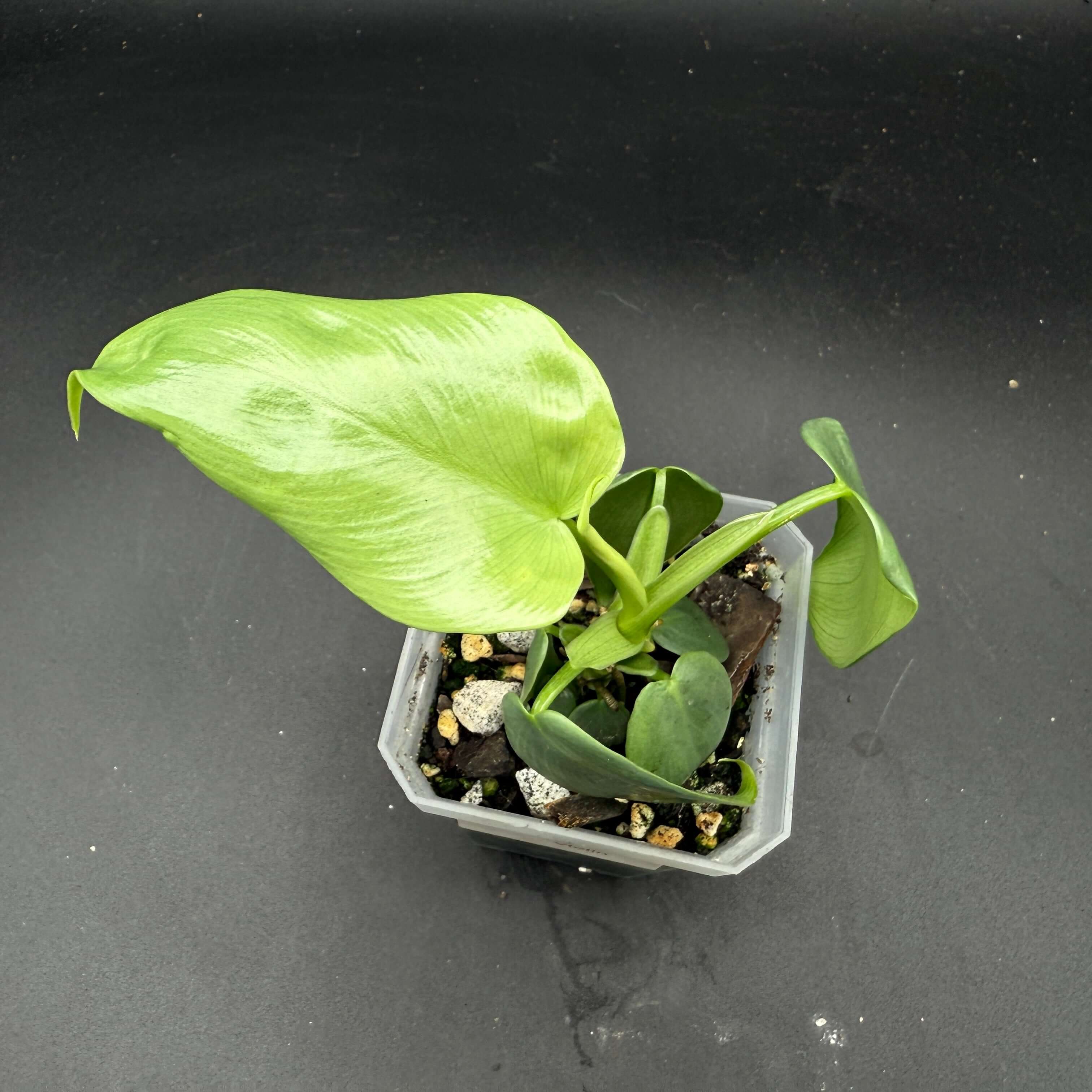 Philodendron bipennifolium 'Violin' plant in pot, showcasing glossy, violin-shaped leaves with a rich green hue.