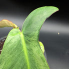 Close-up of Philodendron longilobatum ‘Lelano Miyano’ Variegated leaf showcasing its unique variegation and elongated, lobed form.