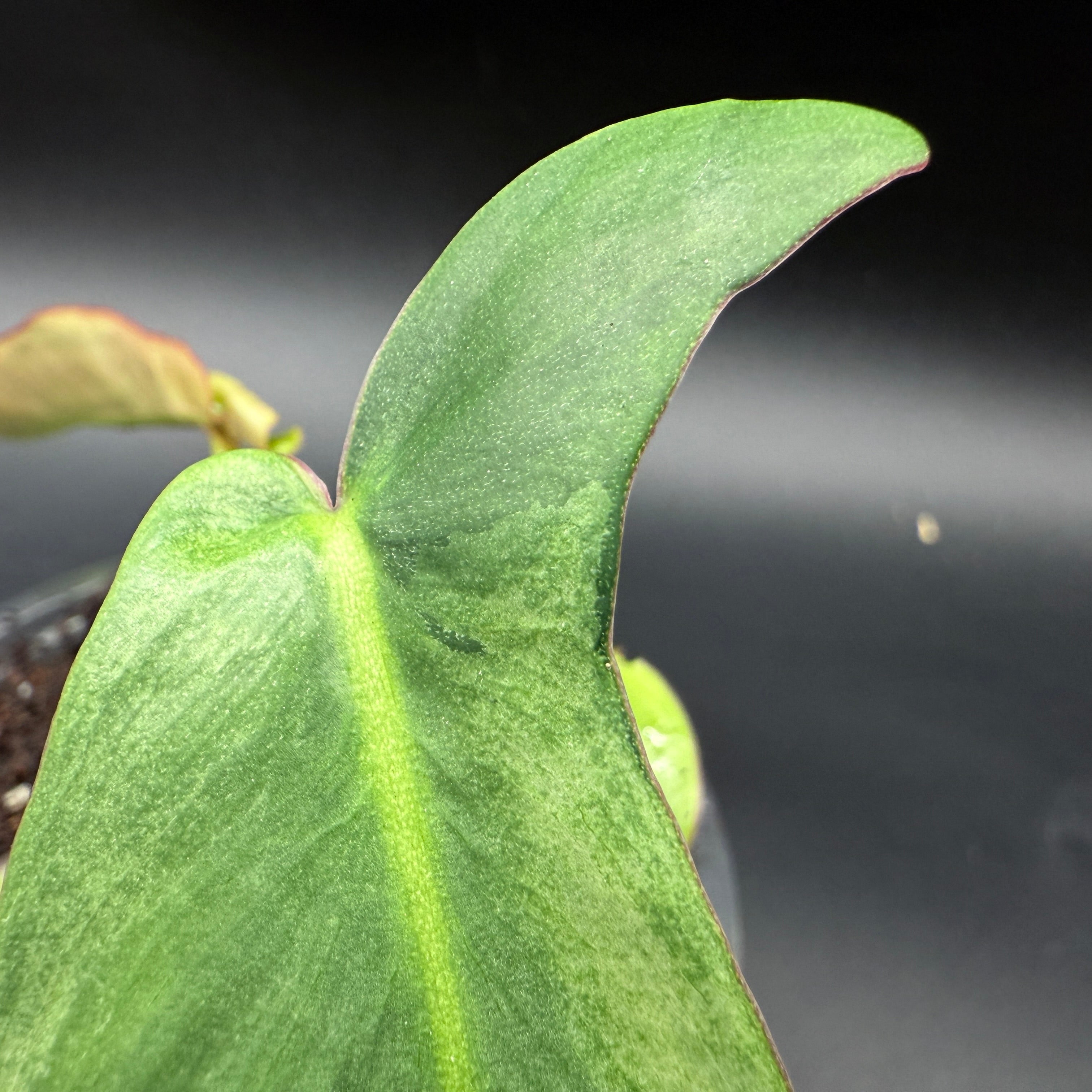 Close-up of Philodendron longilobatum ‘Lelano Miyano’ Variegated leaf showcasing its unique variegation and elongated, lobed form.