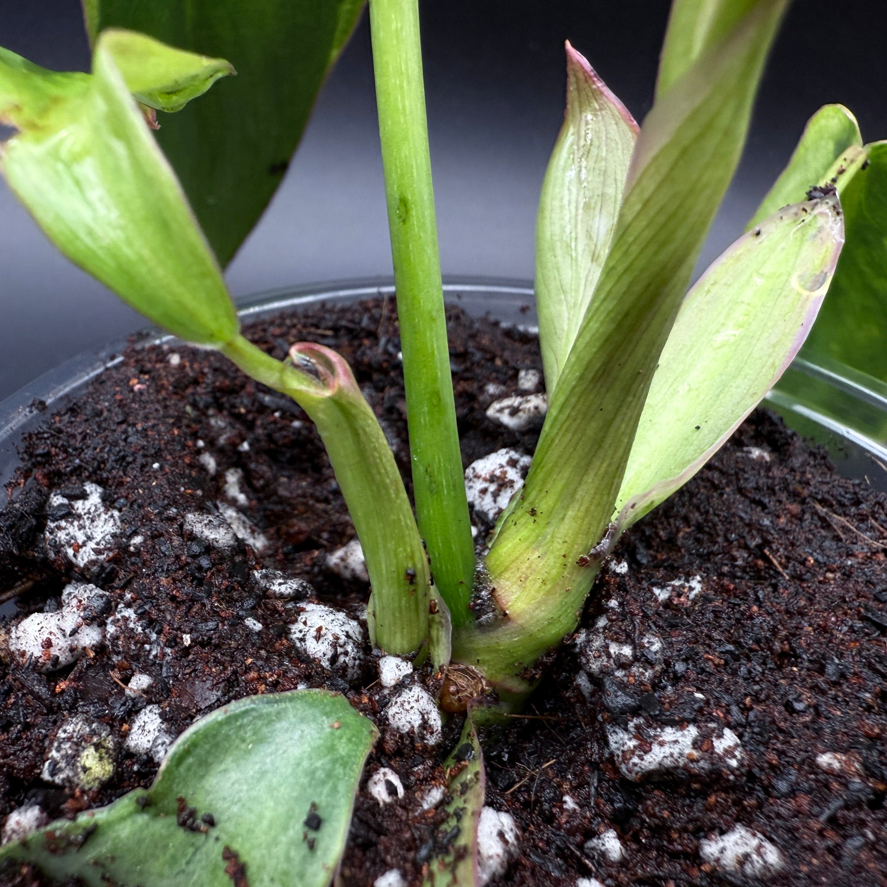 Philodendron longilobatum ‘Lelano Miyano’ Variegated showing new growth in soil.