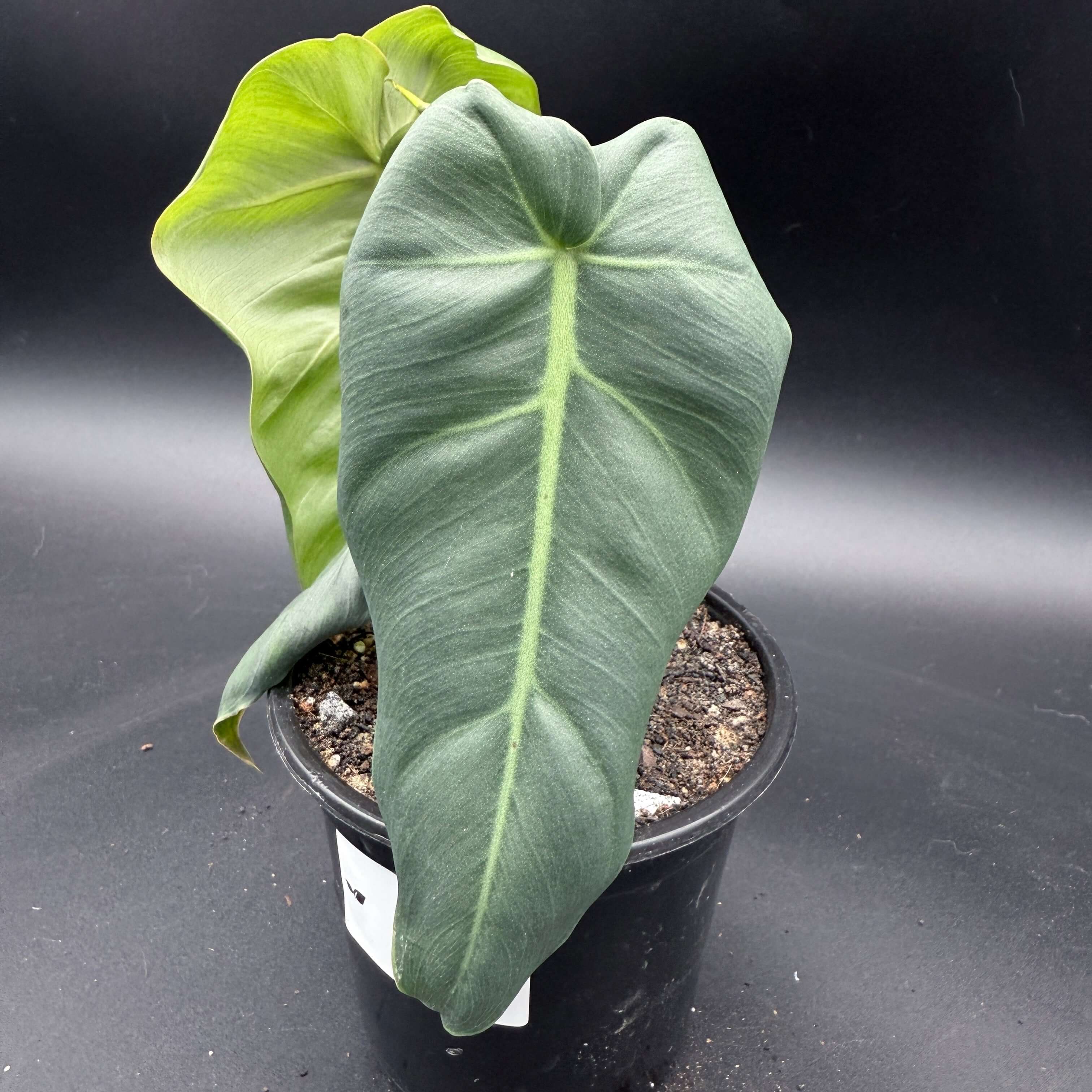 Philodendron maximum with large, paddle-shaped leaves in a pot, showcasing glossy deep green foliage.