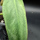 Philodendron longilobatum 'Lelano Miyano' Variegated leaf showing deep lobes and variegated pattern in green and creamy white hues.