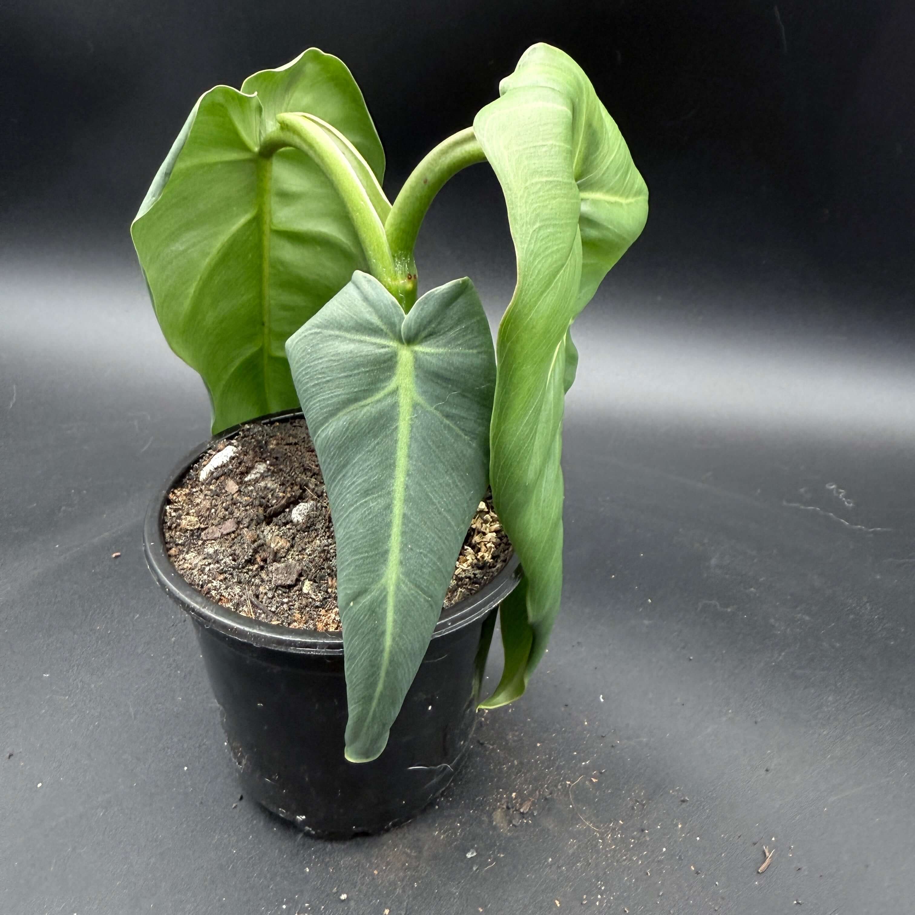 Philodendron maximum plant in pot with large glossy green leaves, showcasing its tropical beauty and elegance.