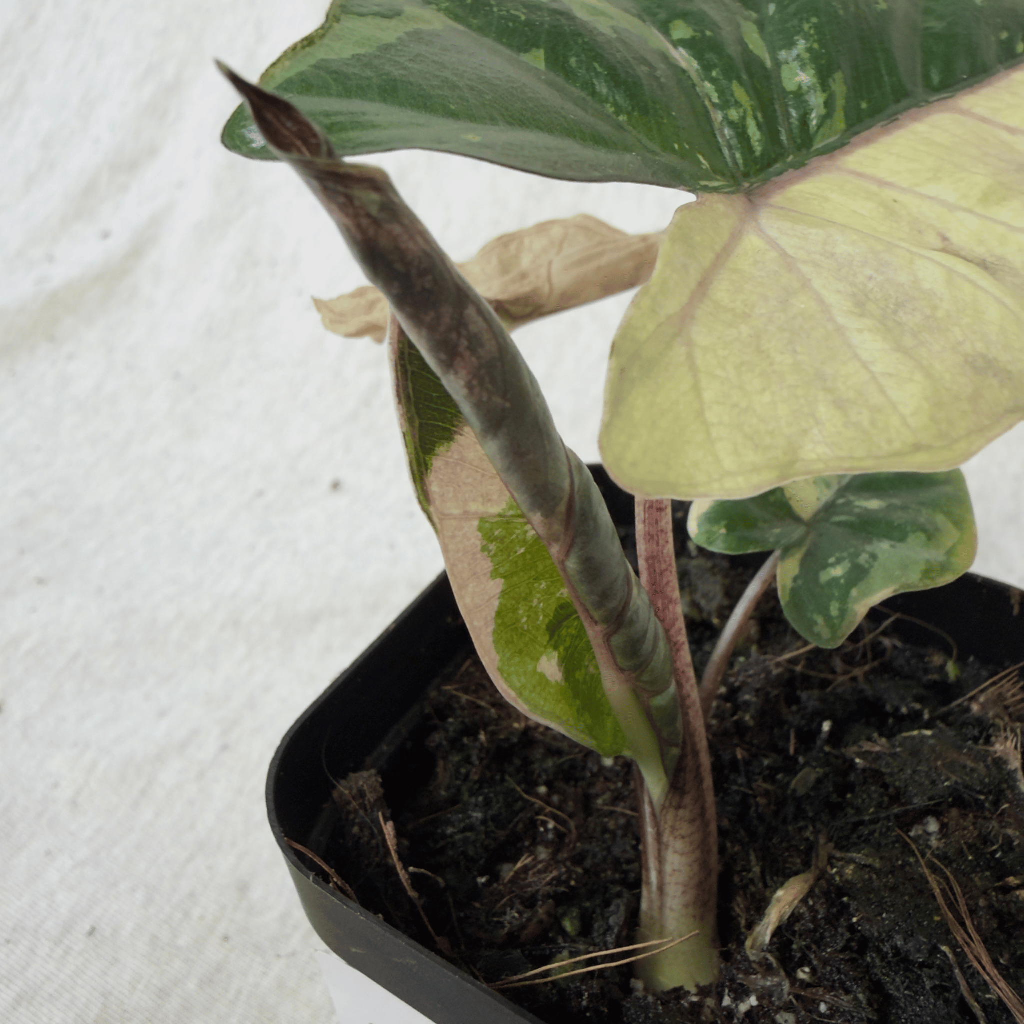Alocasia "Yucatán Princess" variegated Aurea with bronze-green leaves and pink-flushed sectors in a plant pot