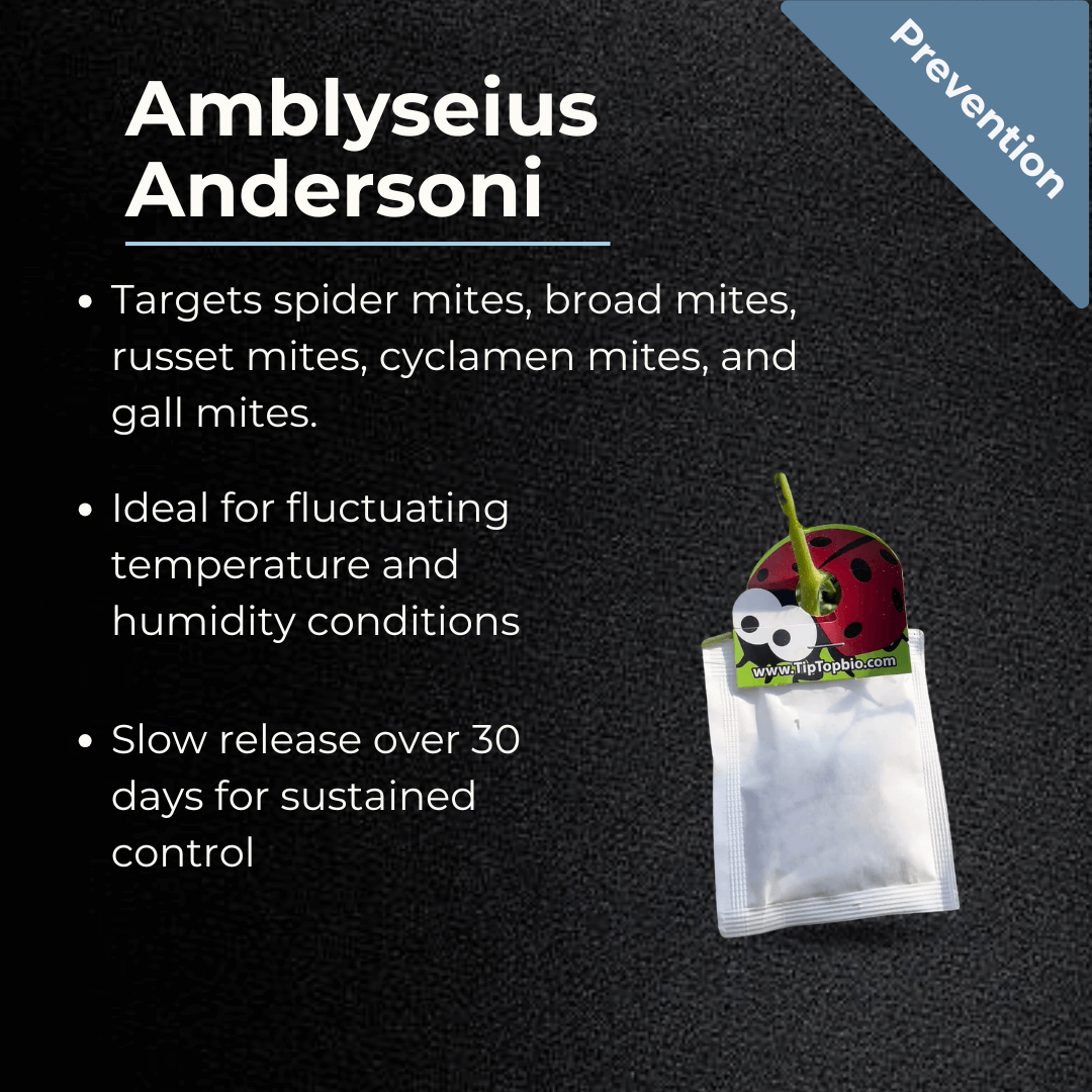 Amblyseius andersoni sachet for pest mite control, targets spider, broad, russet, cyclamen mites; ideal for fluctuating conditions.