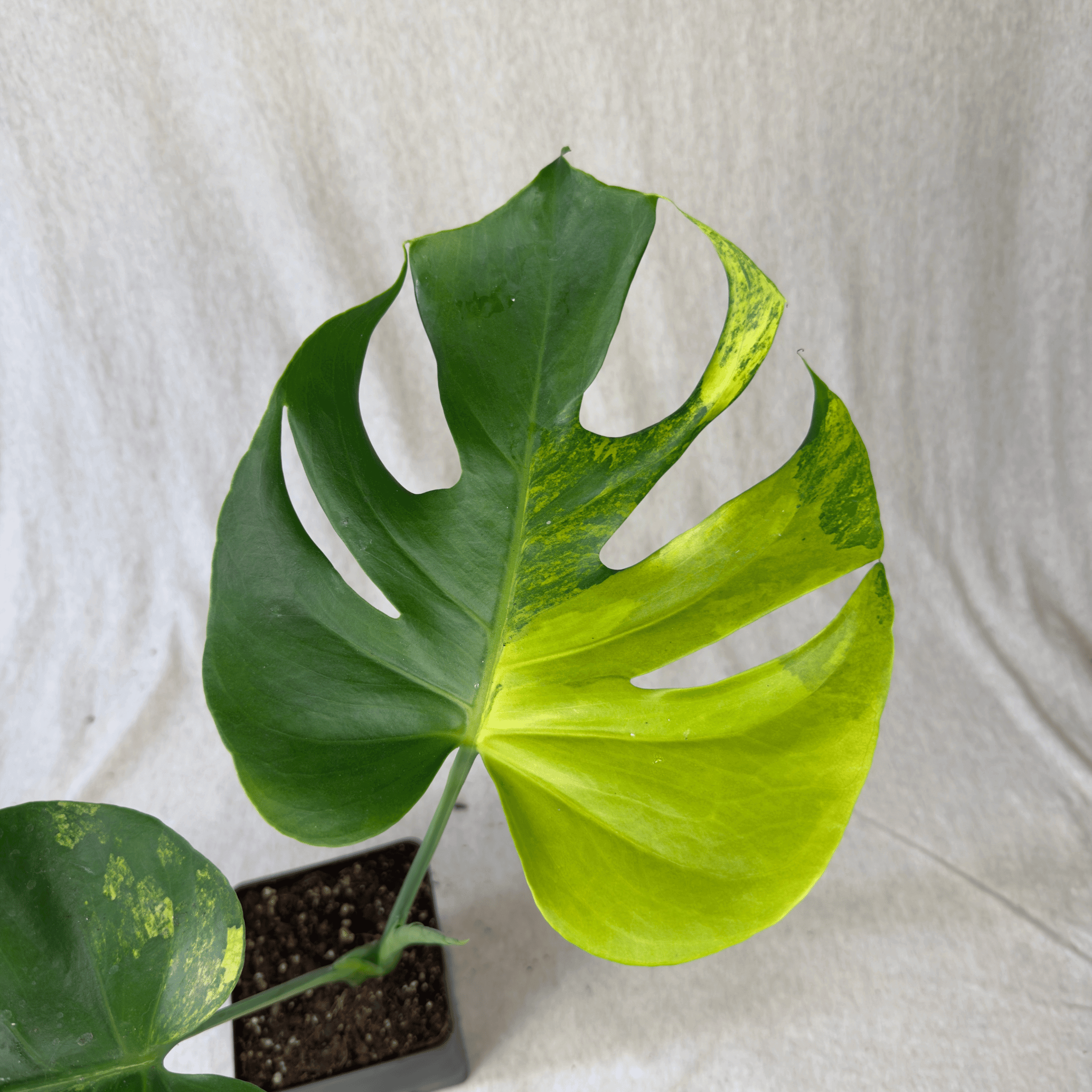 Monstera Yellow Marilyn - Exact Plant with striking yellow and green variegated fenestrated leaf displayed in a pot.