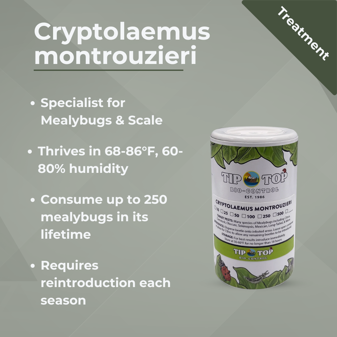 Bottle of Cryptolaemus montrouzieri for treating mealybug infestations, detailing its effectiveness and environmental requirements.